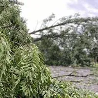 Baum